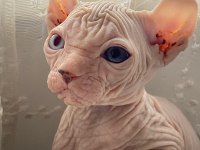 HEMEN SAHİPLENDİRİLECEK SPHYNX YAVRULARIMIZ
