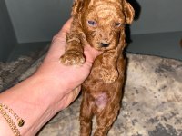 Orijinal Ev Üretimi Haftaya Teslim Toy Poodle