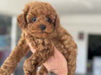 Petmode köpek çiftliğinden kore toy poodle