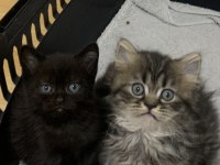 Evden Safkan Show Kalite Scottish Fold Yavrular