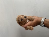 POODLE ERKEK YAVRUMUZ