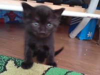DÜNYA TATLISI YAVRU KEDİMİZ YENİ SAHİBİNİ ARIYOR