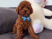 2 Aylık Kaliteli Koyu Renk Poodle