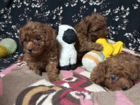 Toy poodle köpekler