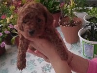 Çok Tatlı Dişi Teacup Poodle Yavrusu