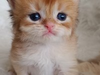 Bursa Golden British shorthair Yavrular Acil Sahiplendirme