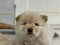 CHOW CHOW (ÇİN ASLANI) YAVRULARIMIZ
