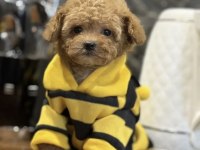 Mini Maltipoo Bebeklerimiz