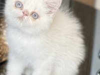 Exotic shorthair yavru 2.5 aylık