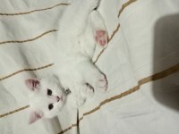 Sahiplendirme british shorthair