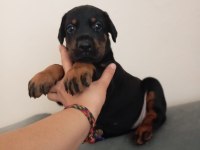 Doberman Bebekler Kapınıza Kadar Teslim Ediyoruz