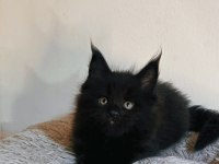 Xxl şecereli şampiyon kan hattı black maine coon