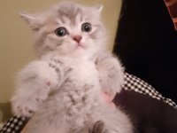 Sevimli british shorthair yavrumuz teslime hazır