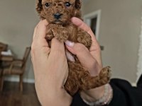 Yavru Toy Poodle