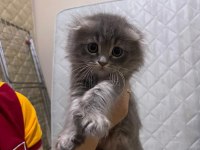 Tam bir oyuncu yavru scottish fold