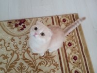 Erkek cins kedimizi sahiplendirme