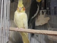 Çift sultan papağanı yumurta hazırlığındalar