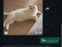 British shorthair cins kedilerimiz