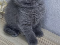 Oyuncu scottish fold