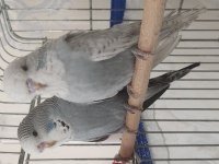 Show Jumbo muhabbet kuşu yavrular