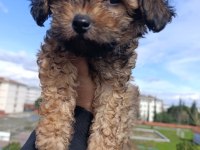 MALTİPOO BEBEĞİM