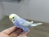 Alıştırmalık Rainbow Muhabbet Kuşu Yavrular