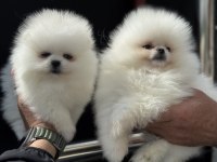 Petmode köpek çiftliğinden teddy pomeranian