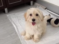 yavru dişi maltese terrier