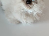 3 AYLIK DİŞİ İRAN KEDİLERİ