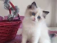 Orijinal Ragdoll Bebekleri