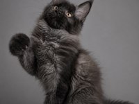 Xxxl Maine Coon Erkek Üst Kaliteli Uygun