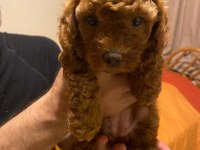 Secereli Anneden Toy Poodle Yavru