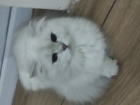 BRİTİSH LONGHAİR KIZIM YENİ SAHİBİNİ BEKLİYOR
