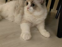 Şampiyon Anne Babanın Şecereli Ragdoll Yavruları