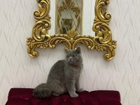 British shorthair erkek kedimiz