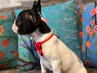 SAFKAN YAKIŞIKLI FRENCH BULLDOG