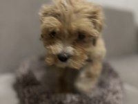 Maltipoo erkek bebeğim