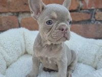 Rope French Bulldog