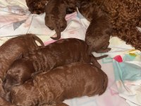 Red brown renk ırk garantili kore kan poodle