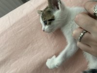 4 tane 2 aylık yavru kediler yuva arıyoruz