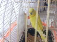 Beyaz Erkek + Sarı Dişi Muhabbet Kuşu Takımı Yavrulu