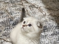 Scottish fold blue point yavrularımız