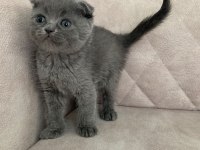 Ayı surat top kafa sıfır kulak ERKEK bebiş