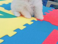 Kar beyaz pomeranian