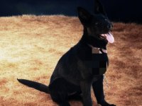13 mart doğumlu siyah alman çoban ve 2 aylık siyah alman