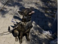 Belçika malinois 15 aylık dişi