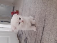 2.5 aylık dişi scottish fold