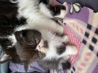 Aile dostu huzur veren arkadaşlar exotic shorthair
