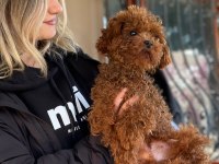 Toy poodle yavrular ruhsatlı üreticiden