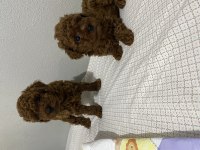 toy poodle erkek